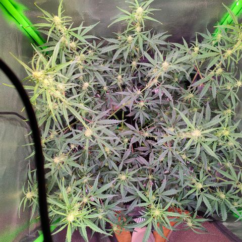 Auto Ultimate growlog timeline photo