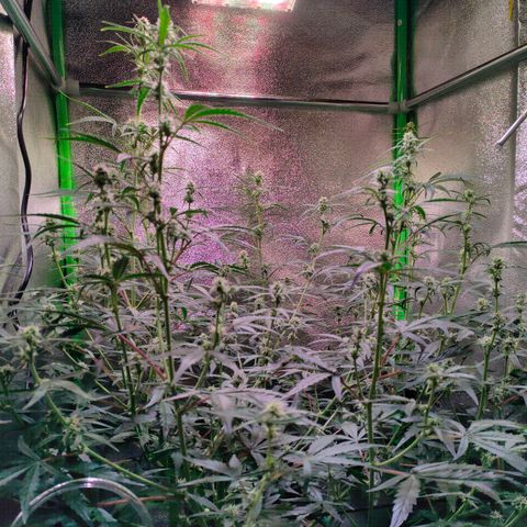 Auto Ultimate growlog timeline photo