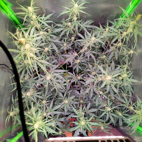 Auto Ultimate growlog timeline photo