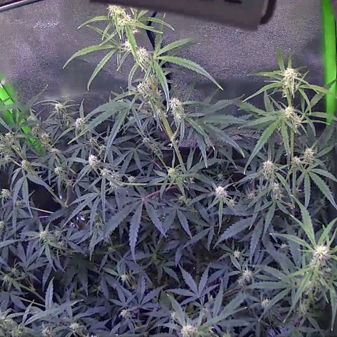 Auto Ultimate growlog timeline photo