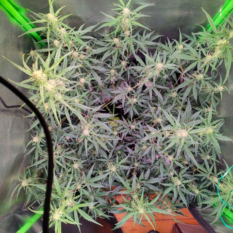 Auto Ultimate growlog timeline photo