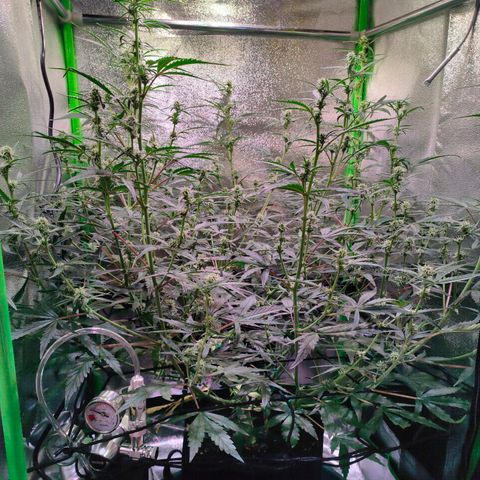 Auto Ultimate growlog timeline photo