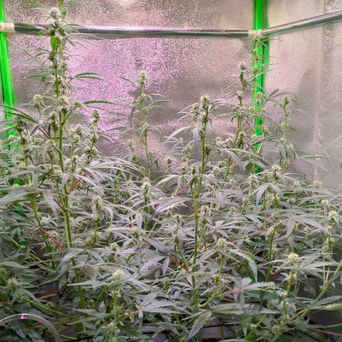 Auto Ultimate growlog timeline photo