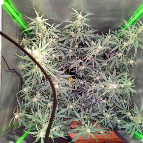 Auto Ultimate growlog timeline photo