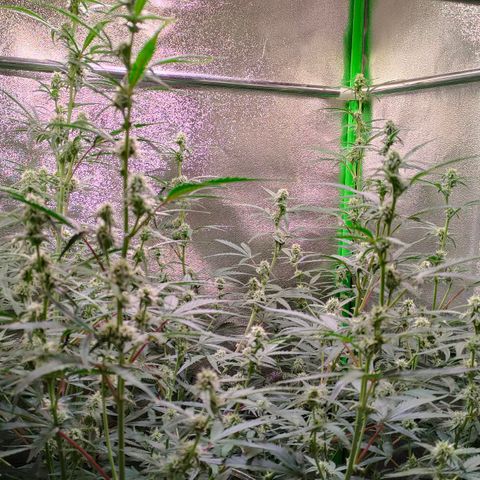 Auto Ultimate growlog timeline photo