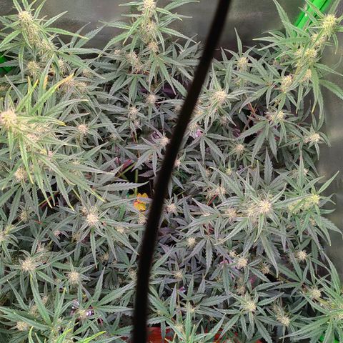 Auto Ultimate growlog timeline photo