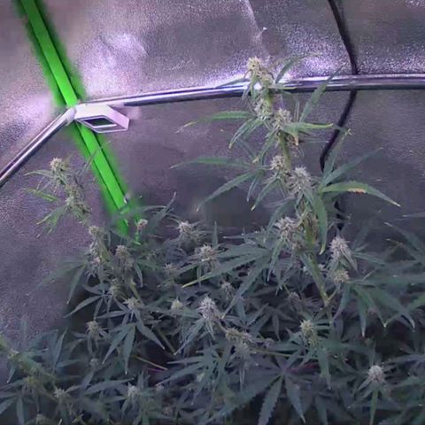 Auto Ultimate growlog timeline photo