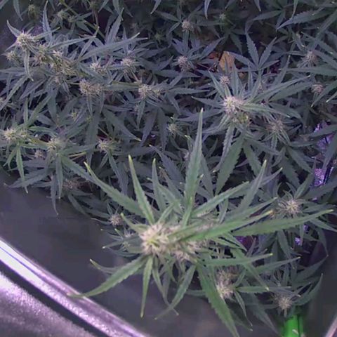 Auto Ultimate growlog timeline photo