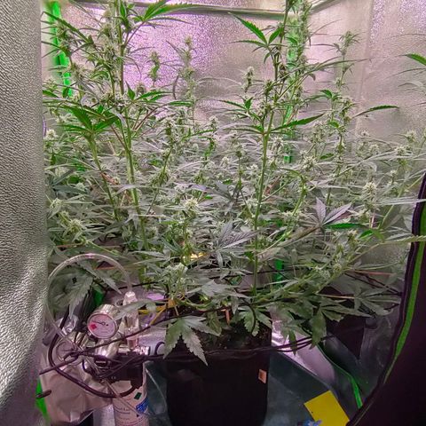 Auto Ultimate growlog timeline photo