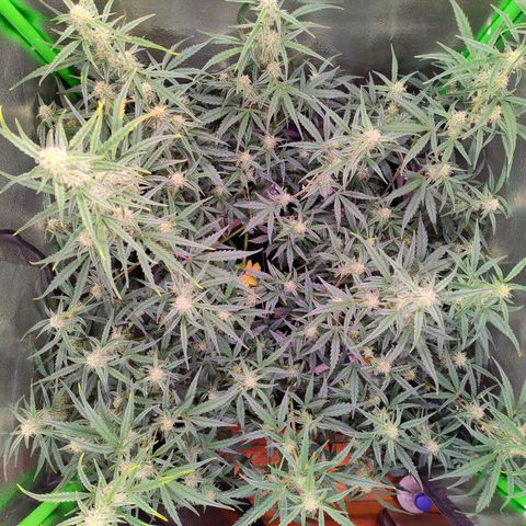Auto Ultimate growlog timeline photo