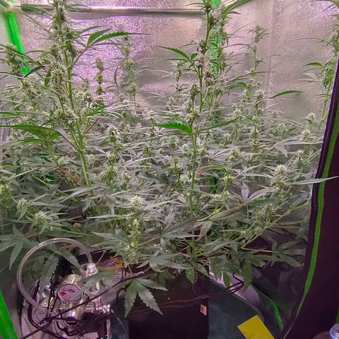 Auto Ultimate growlog timeline photo