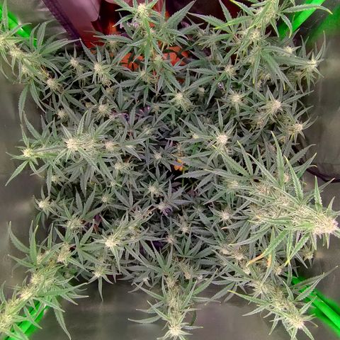 Auto Ultimate growlog timeline photo