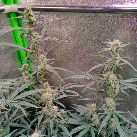 Auto Ultimate growlog timeline photo