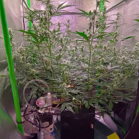 Auto Ultimate growlog timeline photo