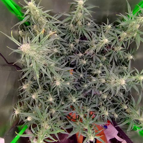 Auto Ultimate growlog timeline photo