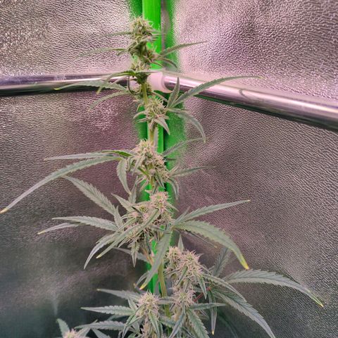 Auto Ultimate growlog timeline photo