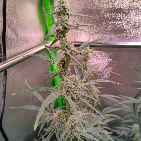 Auto Ultimate growlog timeline photo