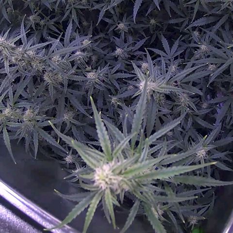 Auto Ultimate growlog timeline photo