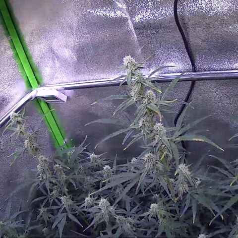 Auto Ultimate growlog timeline photo
