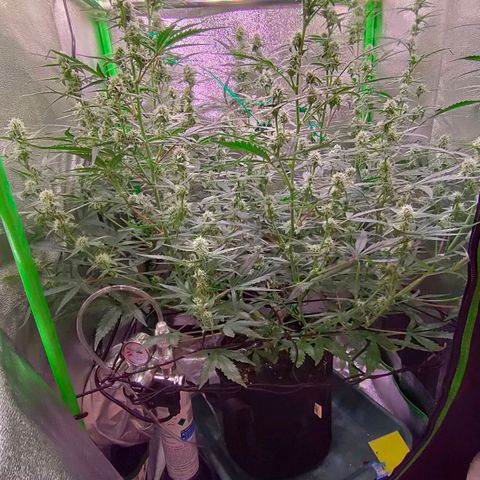Auto Ultimate growlog timeline photo