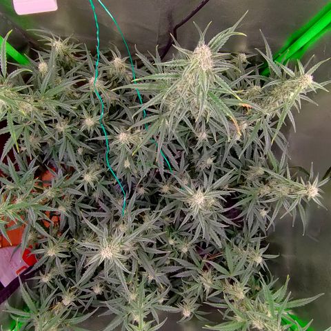 Auto Ultimate growlog timeline photo