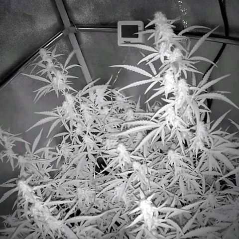 Auto Ultimate growlog timeline photo