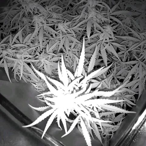Auto Ultimate growlog timeline photo