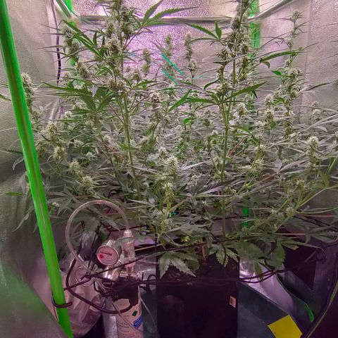 Auto Ultimate growlog timeline photo