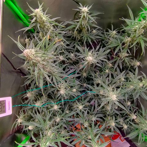 Auto Ultimate growlog timeline photo