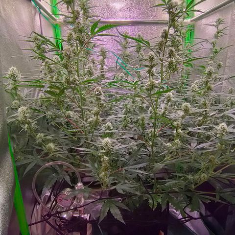 Auto Ultimate growlog timeline photo