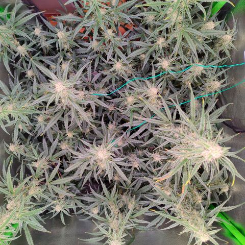 Auto Ultimate growlog timeline photo