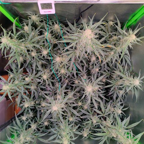 Auto Ultimate growlog timeline photo