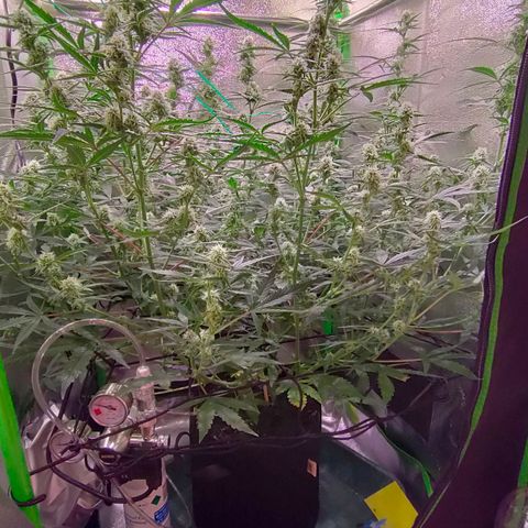 Auto Ultimate growlog timeline photo