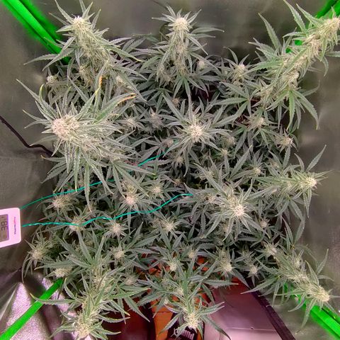 Auto Ultimate growlog timeline photo