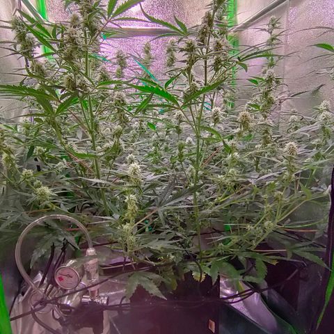 Auto Ultimate growlog timeline photo