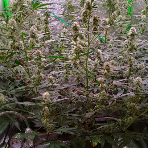 Auto Ultimate growlog timeline photo