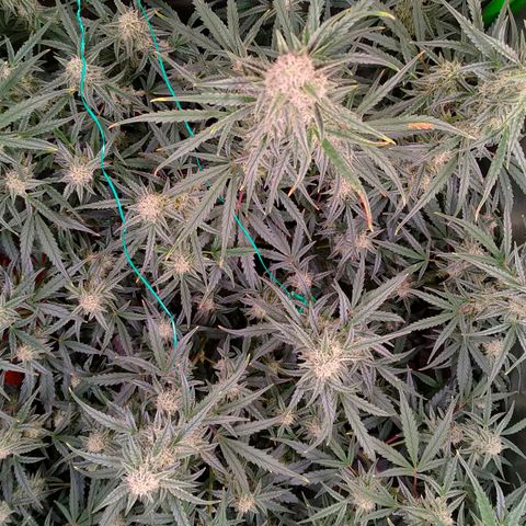 Auto Ultimate growlog timeline photo