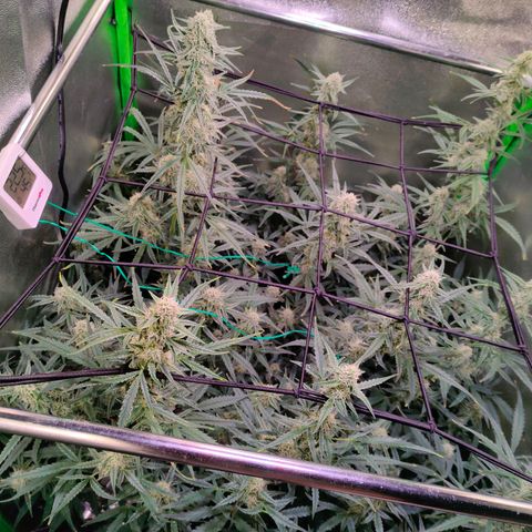 Auto Ultimate growlog timeline photo