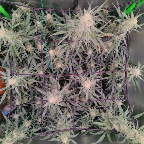 Auto Ultimate growlog timeline photo