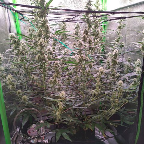 Auto Ultimate growlog timeline photo