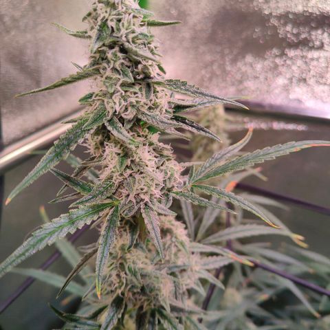 Auto Ultimate growlog timeline photo