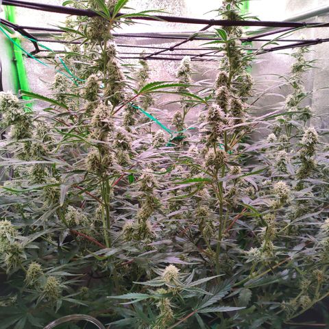 Auto Ultimate growlog timeline photo