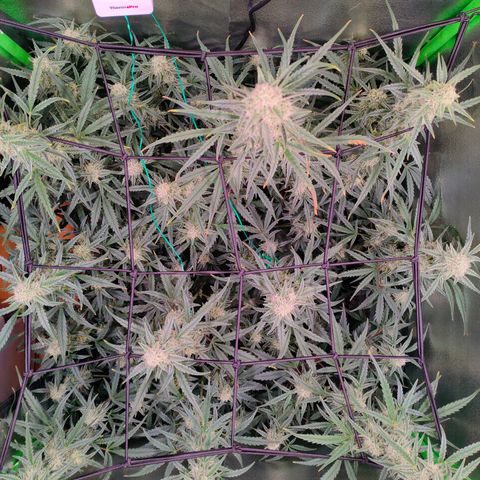 Auto Ultimate growlog timeline photo