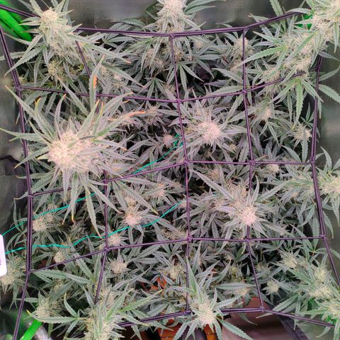 Auto Ultimate growlog timeline photo