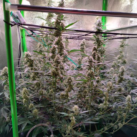 Auto Ultimate growlog timeline photo