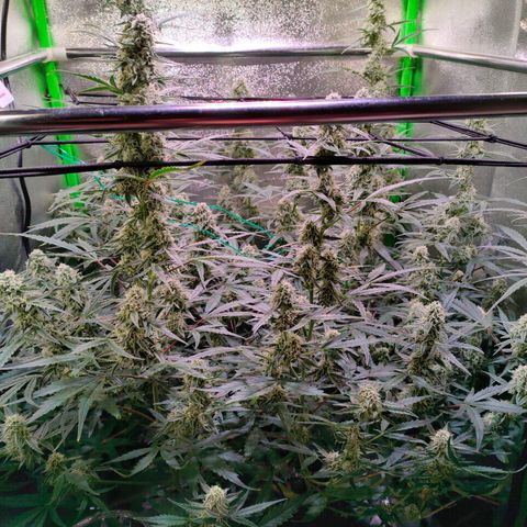 Auto Ultimate growlog timeline photo