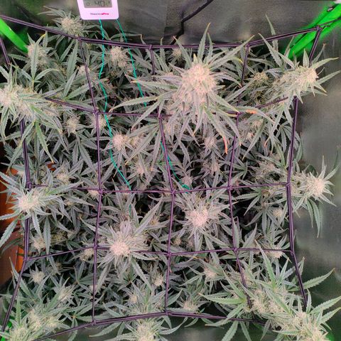 Auto Ultimate growlog timeline photo