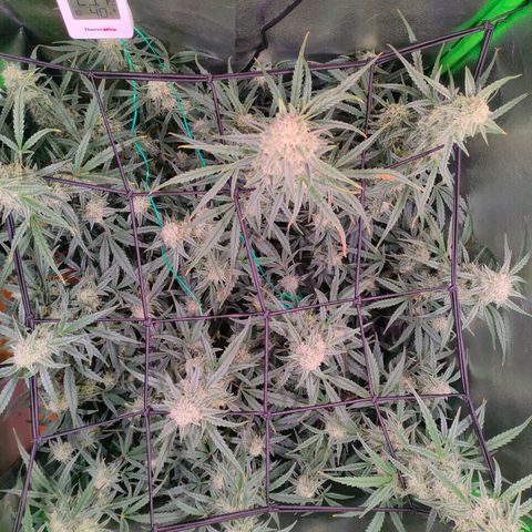 Auto Ultimate growlog timeline photo