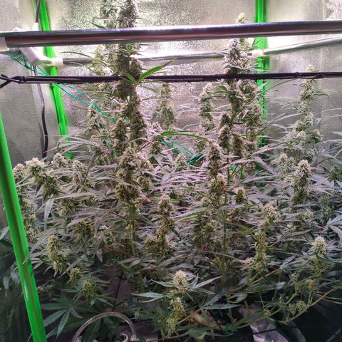 Auto Ultimate growlog timeline photo