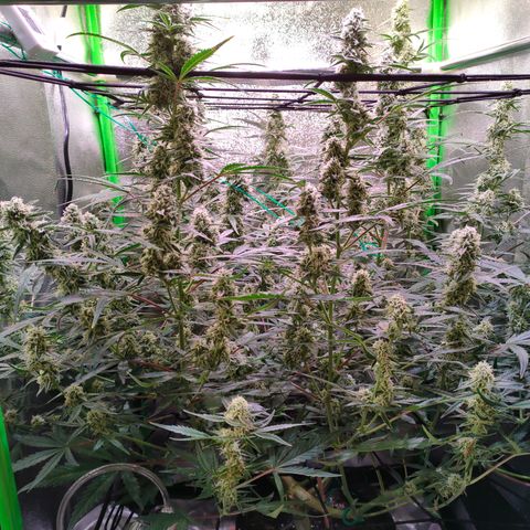 Auto Ultimate growlog timeline photo